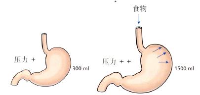 上端胃容受性舒张,容纳膳食和防止胃内压力突然升高