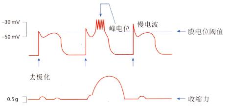当峰电位叠加到慢波上并去极化达基础域阈值时,小肠发生收缩