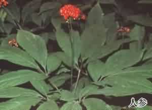 人参