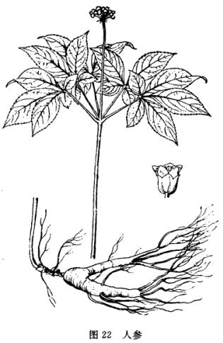 ˲