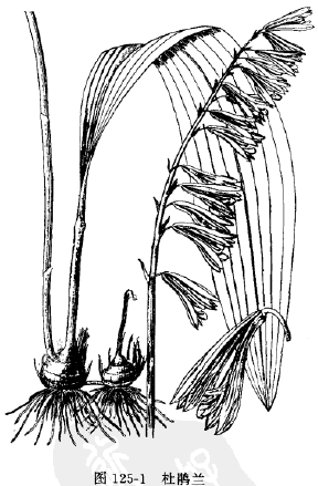 山慈菇